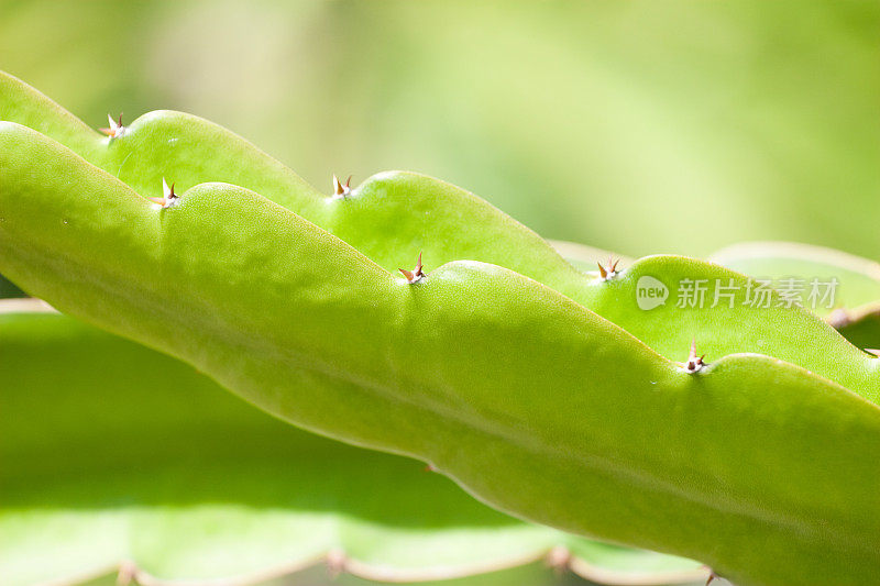 火龙果叶特写