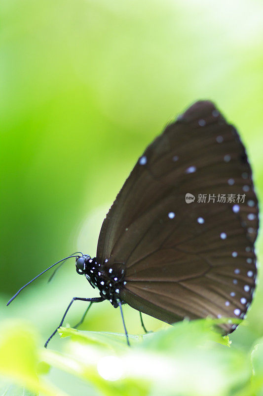 飞机蓝鸦蝶