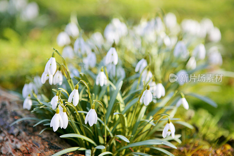 雪花莲特写