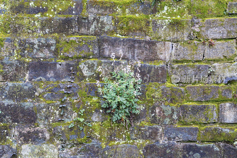 古城墙上杂草和野花丛生