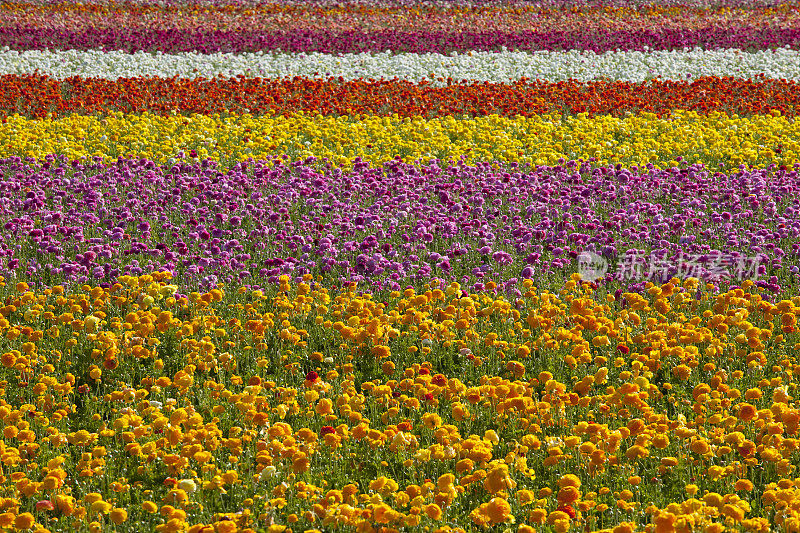 毛茛图案，花，春天，背景，生动