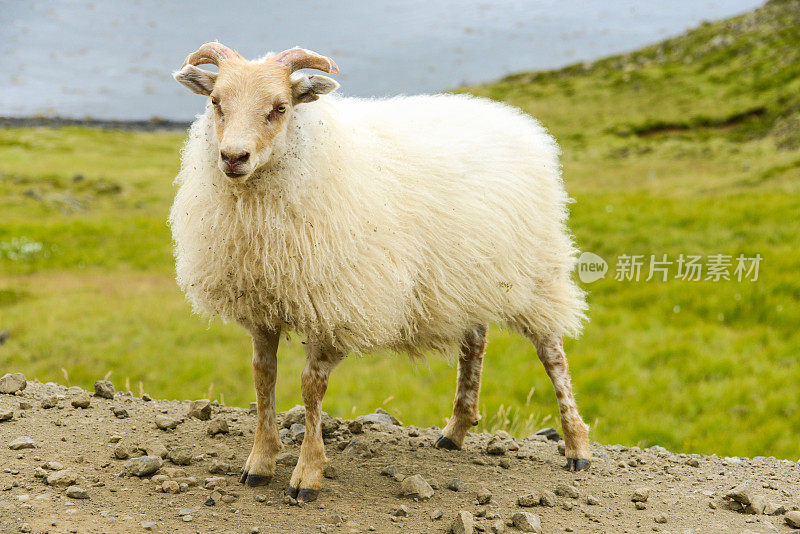 冰岛山区草地上的绵羊