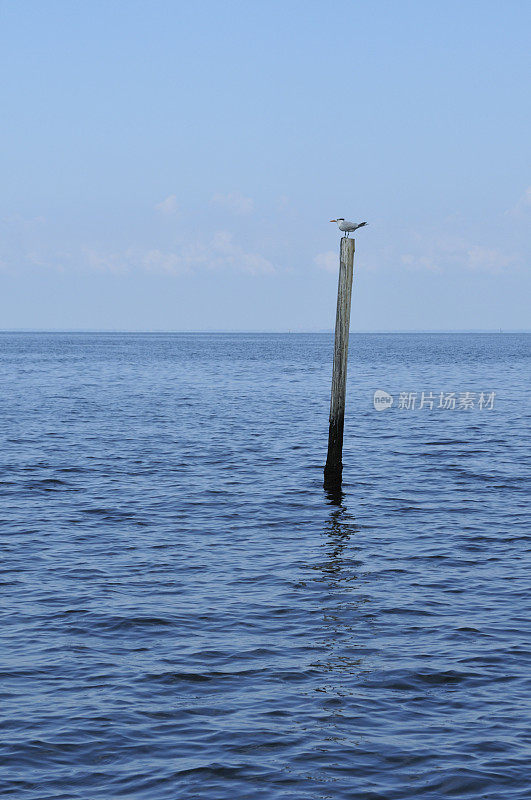 海鸥在邮局