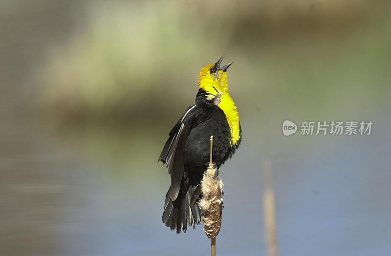 Yellow-headed黑鸟唱歌