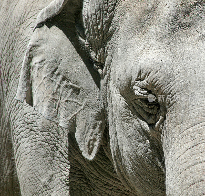 大象的眼睛和耳朵靠近