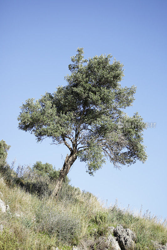 橄榄树