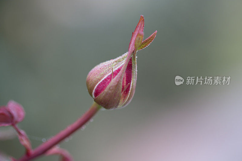 粉红色的玫瑰花蕾