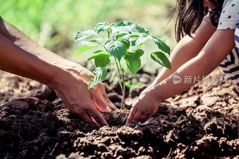 亚洲小女孩帮助他的父亲种树