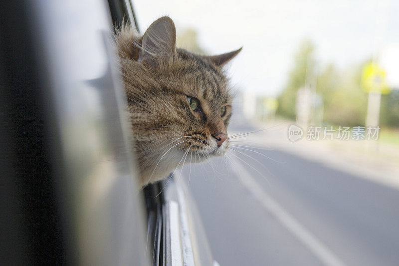 头猫从车窗跳出来