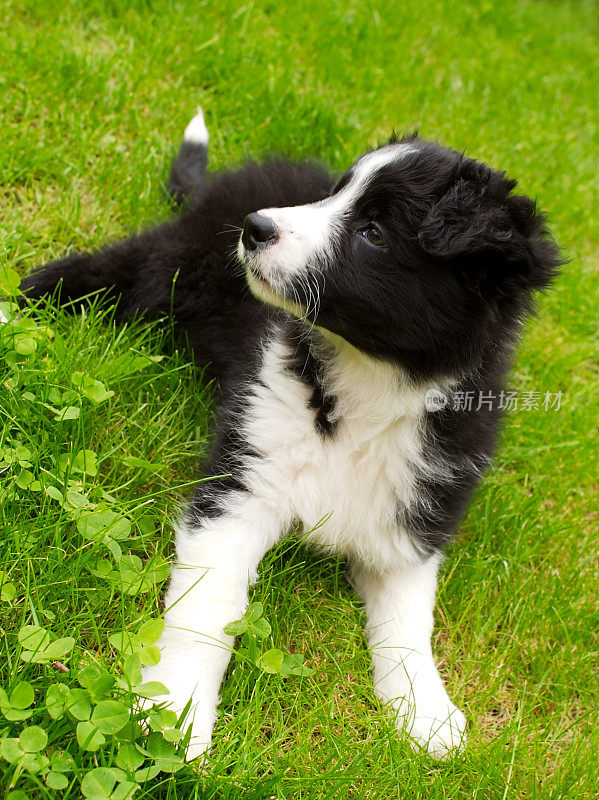 边境牧羊犬的小狗