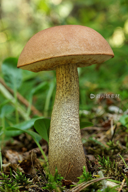 大可食用的蘑菇