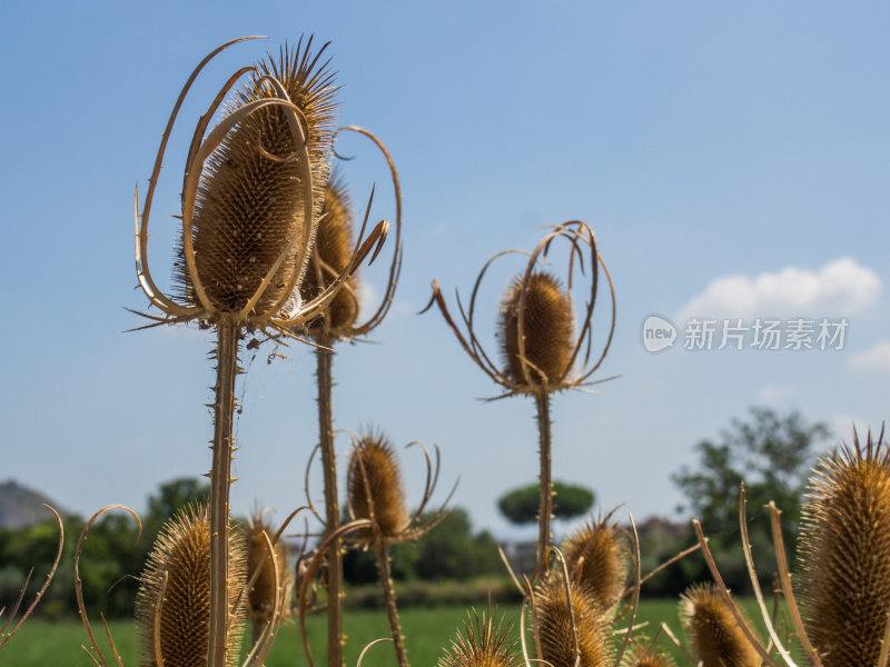 夏季干燥的蓟在散焦全景