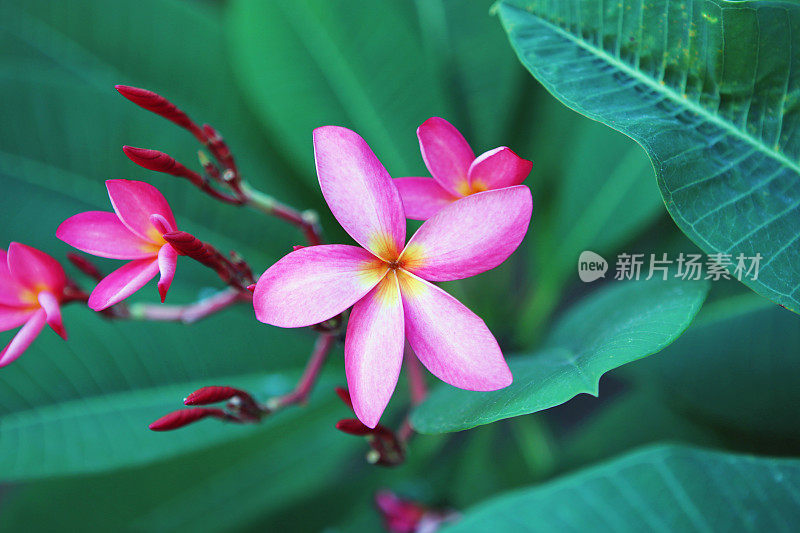 粉色plumeria