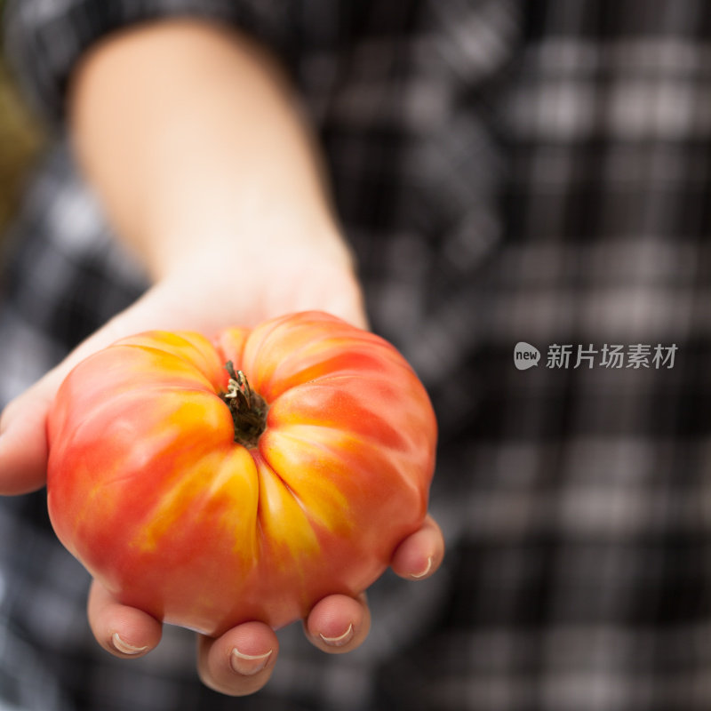 年轻女子手中的有机传家宝番茄