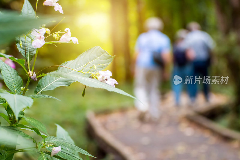 在夏末，不认识的游客走在森林里的木路上，被选择性的焦点与复制空间模糊了