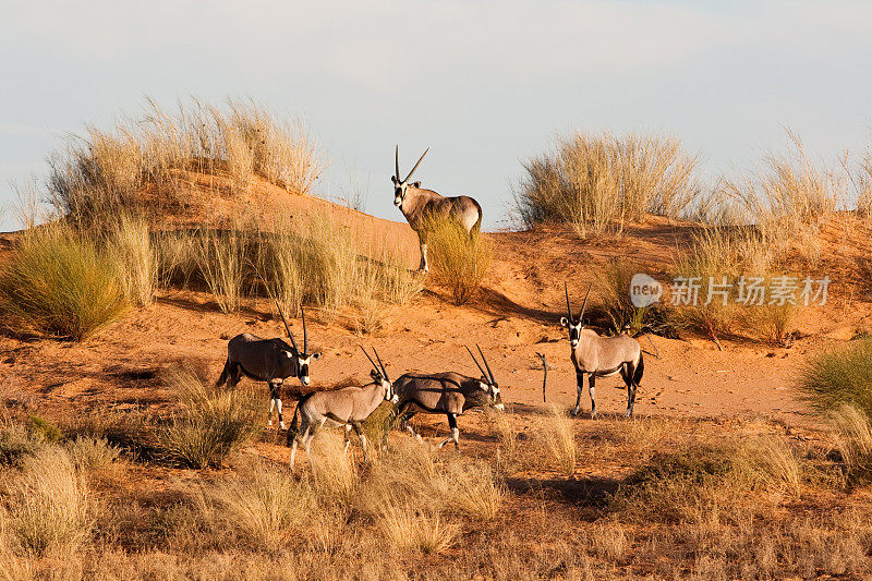 喀拉哈里沙丘上的大羚羊