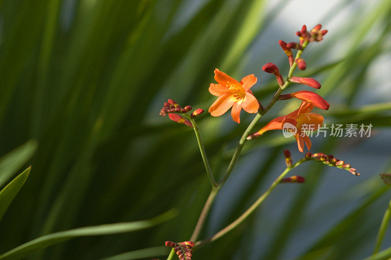 橙色仲夏花