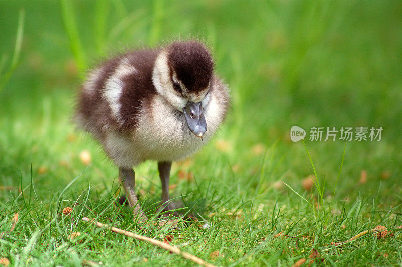 鹅的小鸡