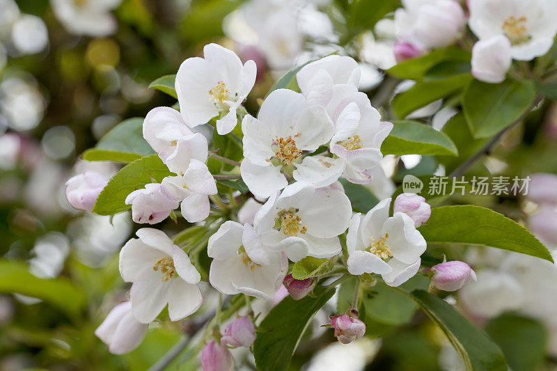 在开花的山楂苹果树(苹果)