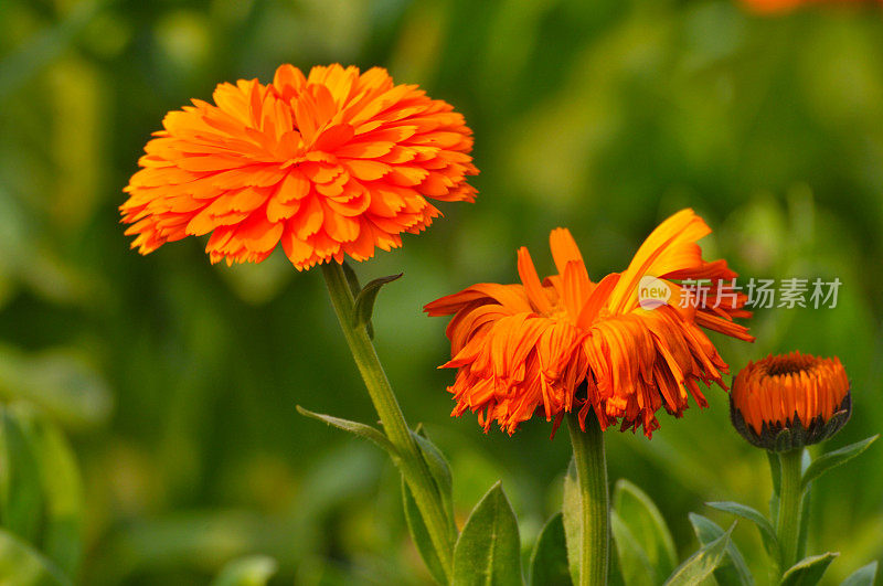 橙色大丁草雏菊