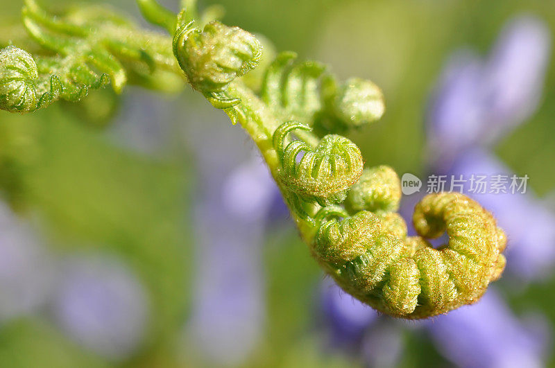 蕨类植物展开