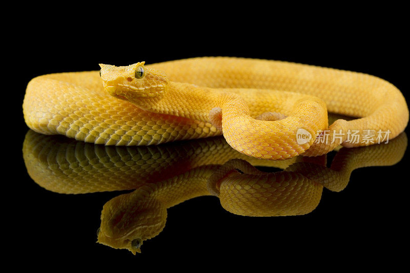 黑色玻璃上的黄色睫毛蝰蛇