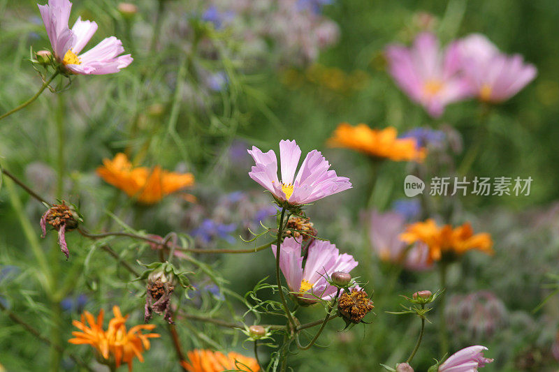 花和叶