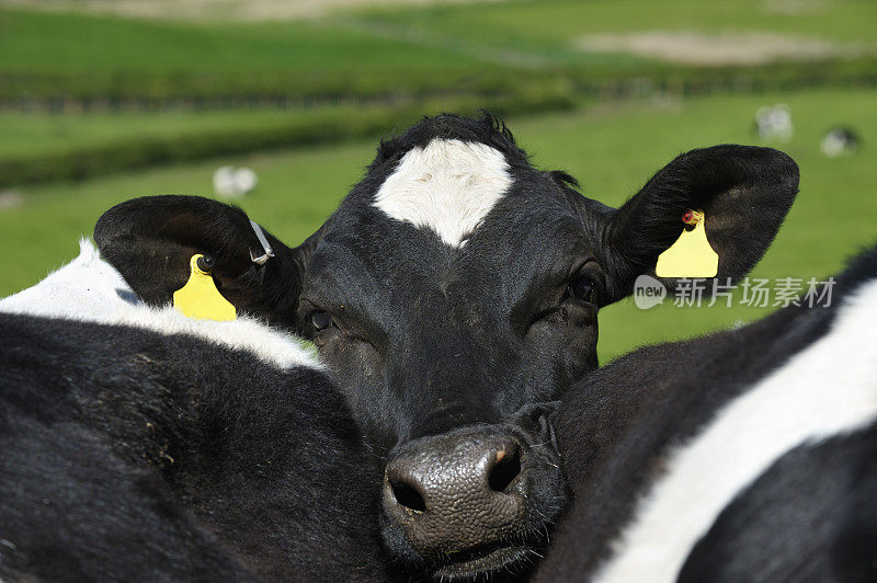年轻的黑白奶牛看着镜头
