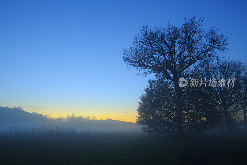 阴森的光秃秃的树和薄雾在黄昏的蓝天下