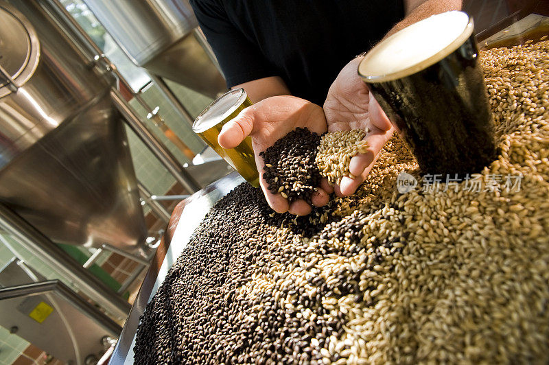 在微型酿酒厂，酿酒师手持淡黑麦芽