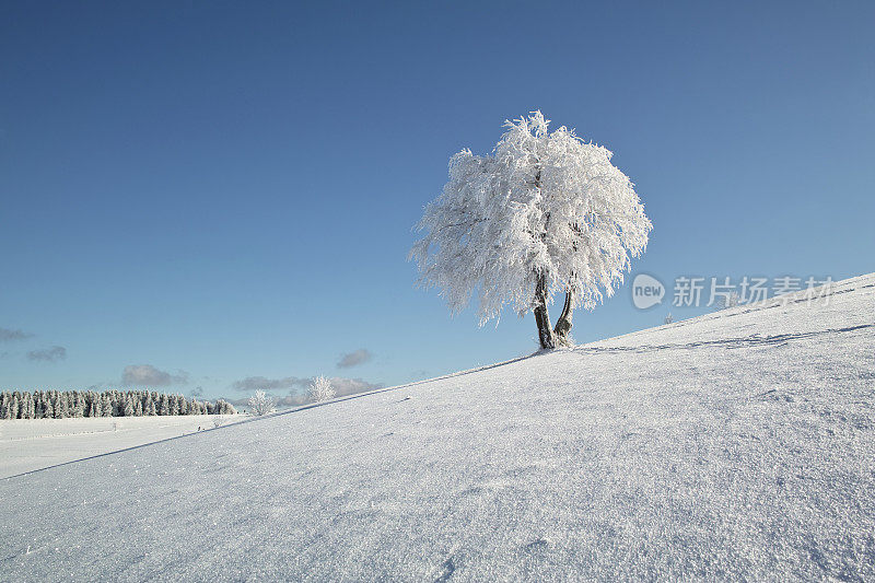 冬天的雪景与寂寞的树