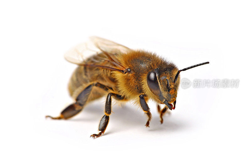 会飞的蜜蜂