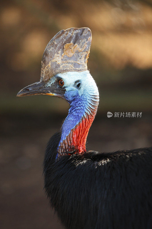 食火鸡