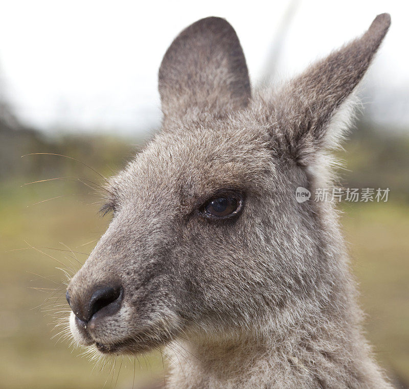 特写袋鼠肖像