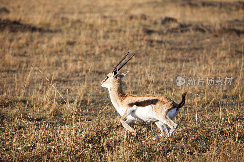 逃跑的雄性汤姆森瞪羚。肯尼亚马赛马拉。