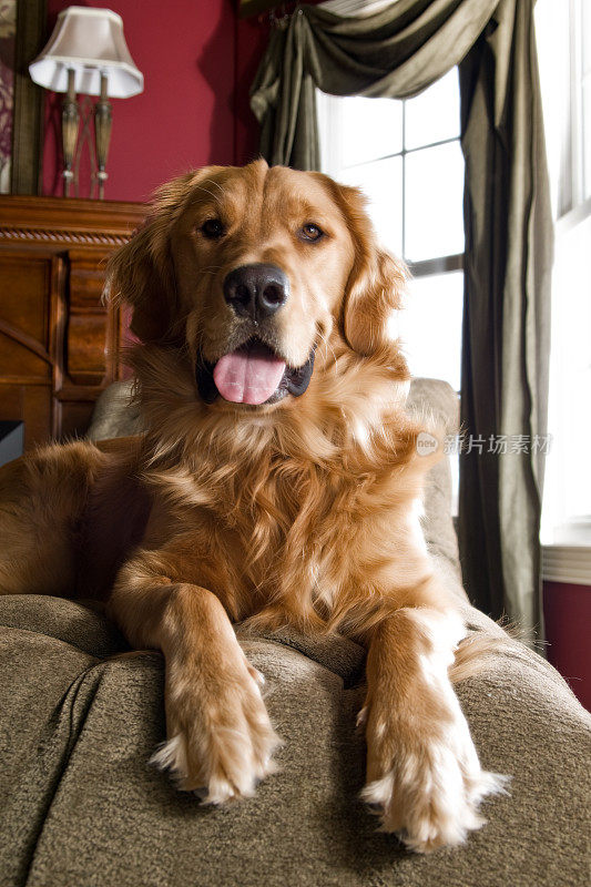 沙发上的金毛寻回犬