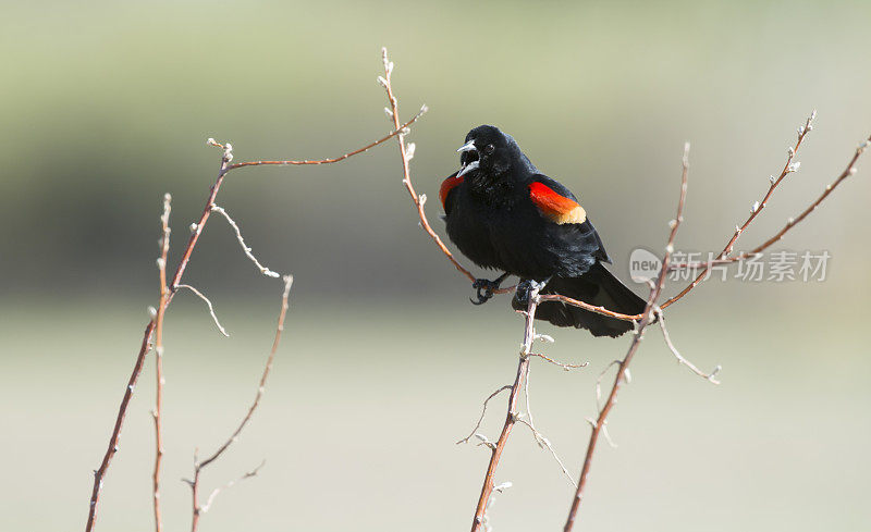 红翼黑鸟唱歌