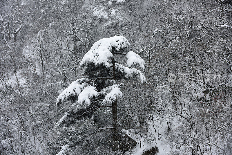 黄山