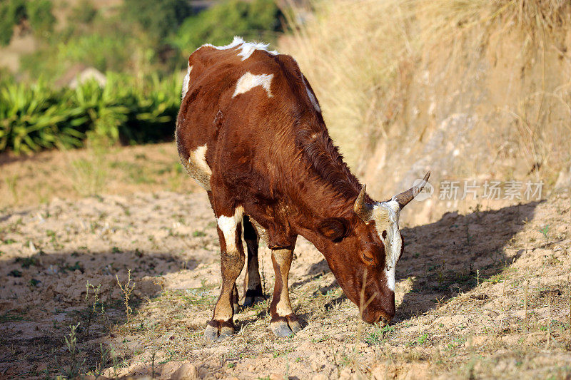 马达加斯加:Fiadanana附近的瘤牛