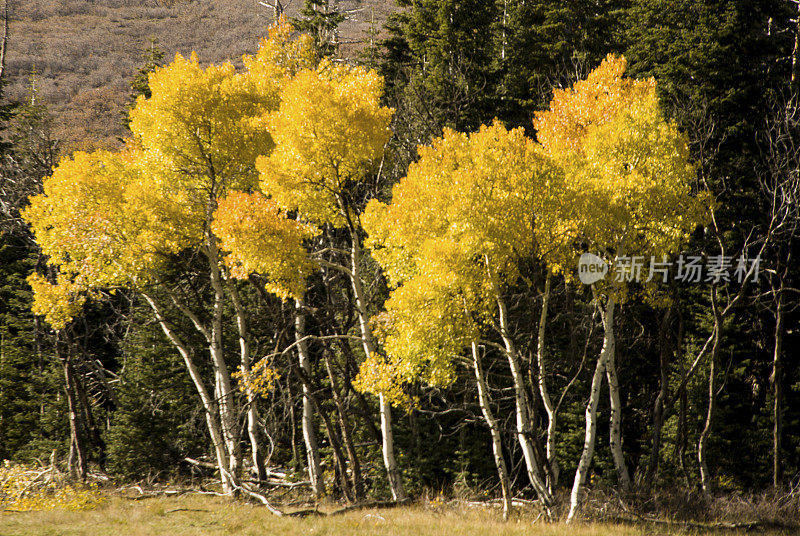 黄色白杨和常青树附近的克洛布水库犹他州