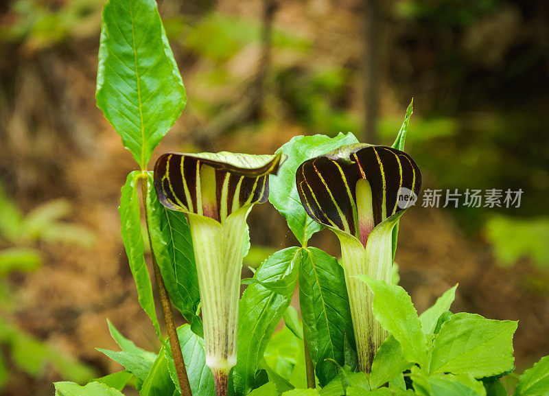 讲坛上的杰克