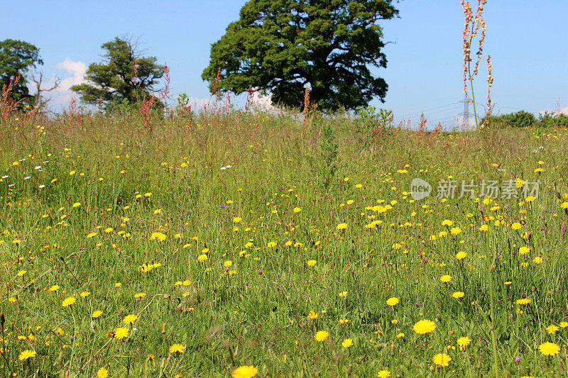 长满黄色山楂花的野花草地(Hieracium)