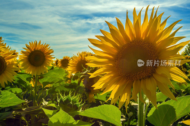 夏天的向日葵田