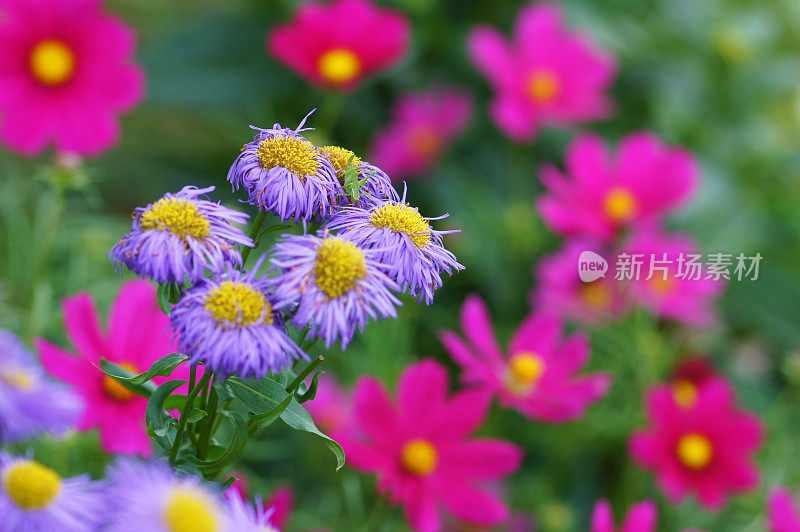 夏季紫苑和花园宇宙