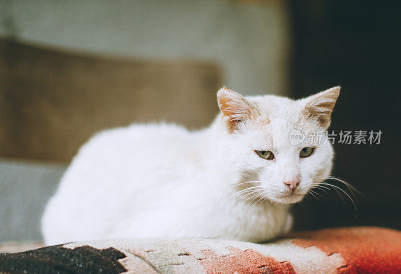 生活方式肖像的小猫咪在家里