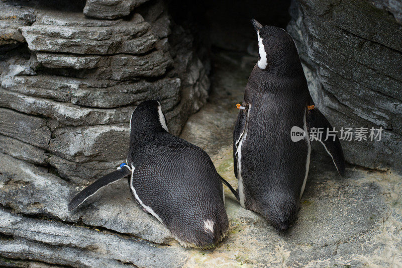 企鹅在水族馆里