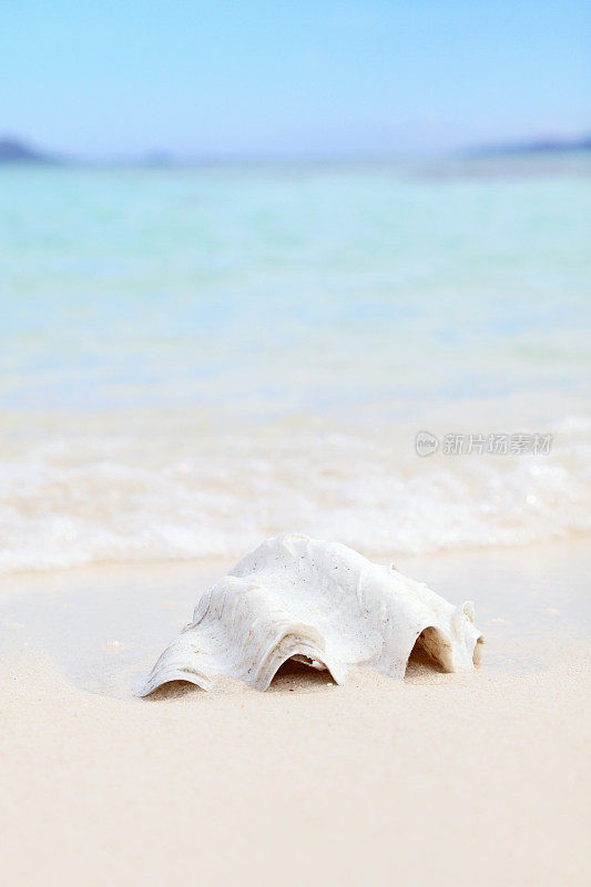 海滩上美丽的牡蛎