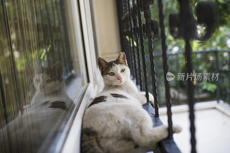 阳台上的流浪猫