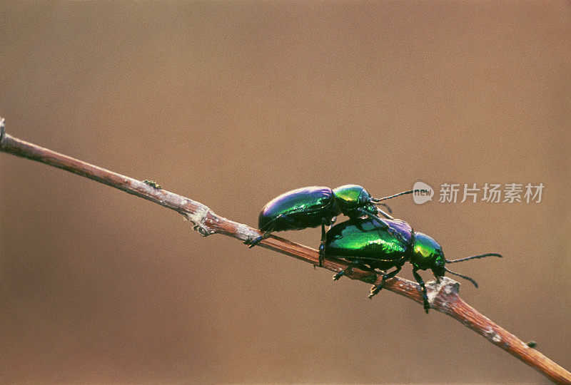 树枝上的绿色甲虫