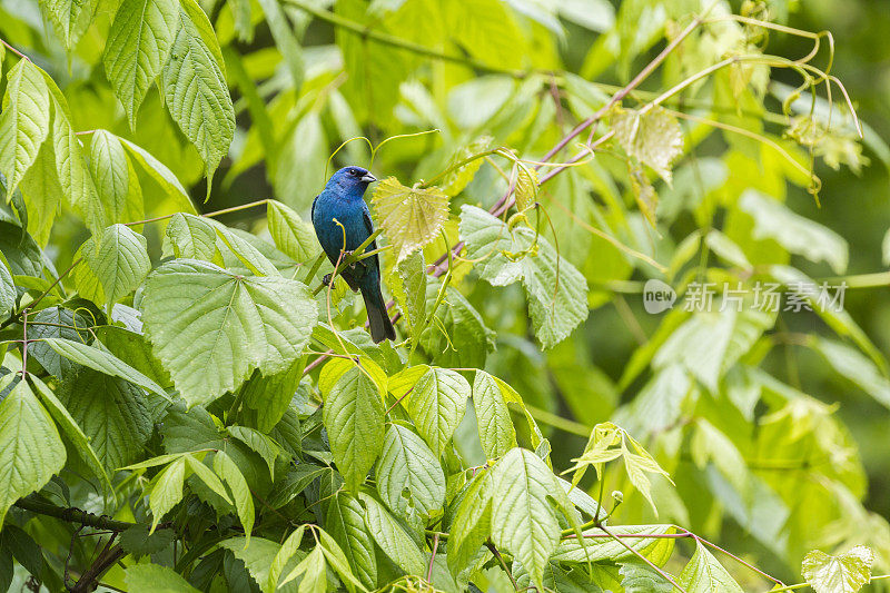 雄靛蓝鹀(雀形目蓝)栖息在一簇叶子上
